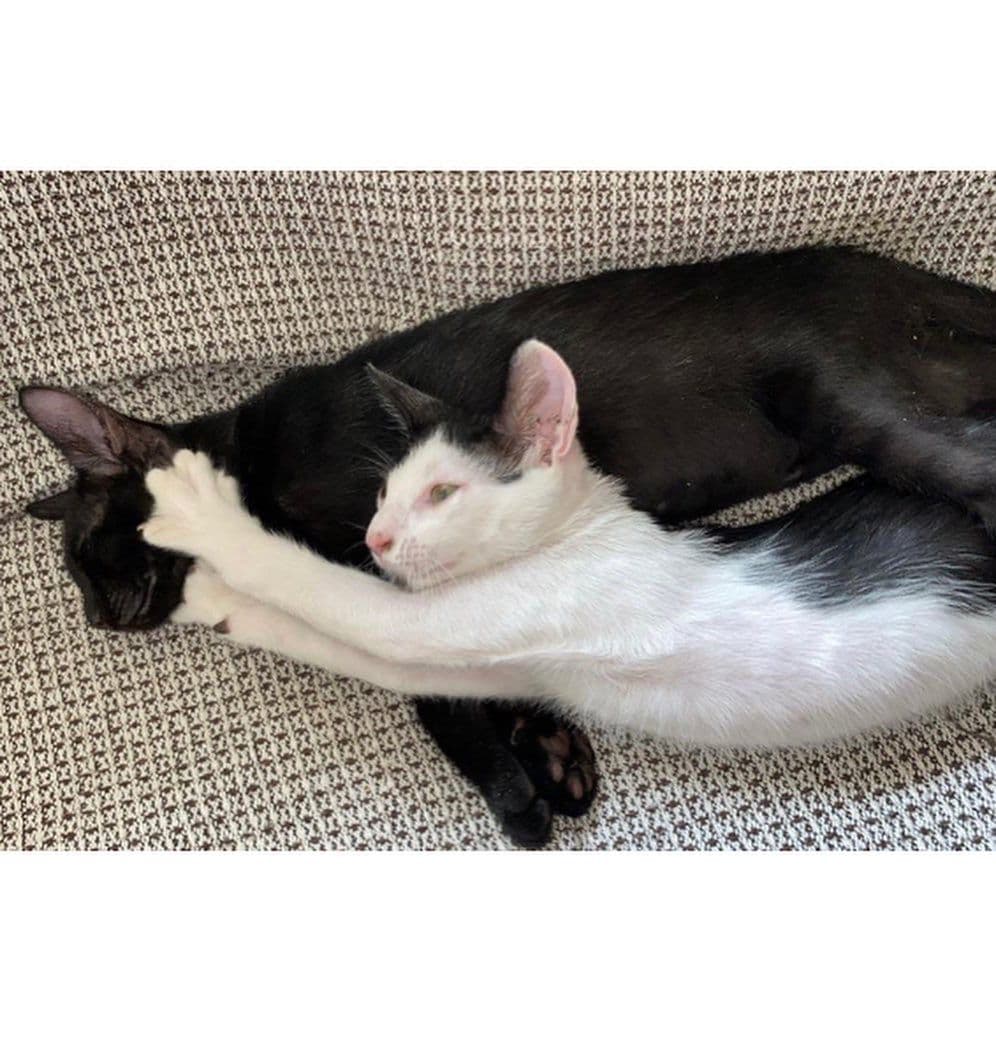 PIN I PON S - Foto 1