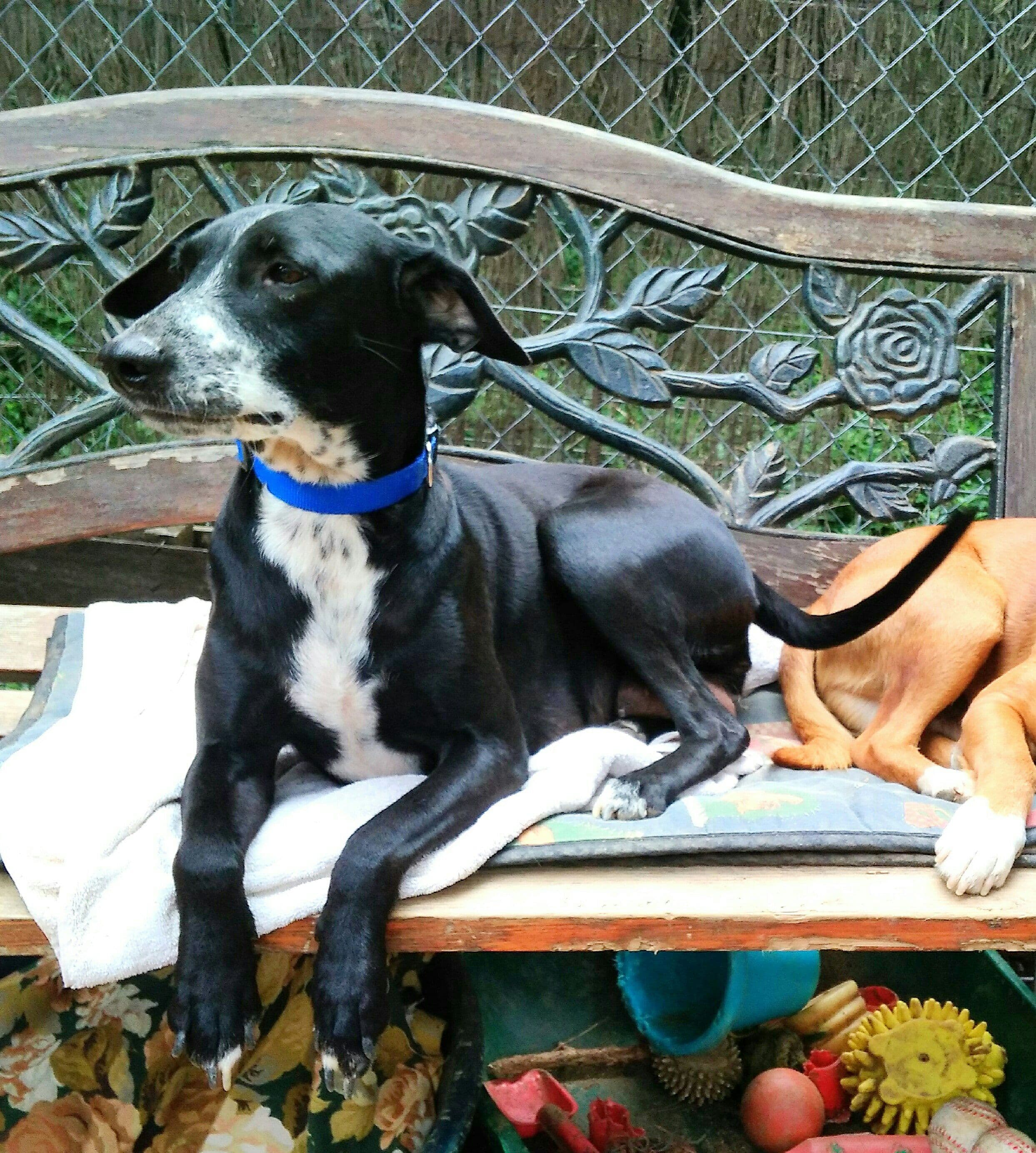 SENA adoptada! - Foto 2