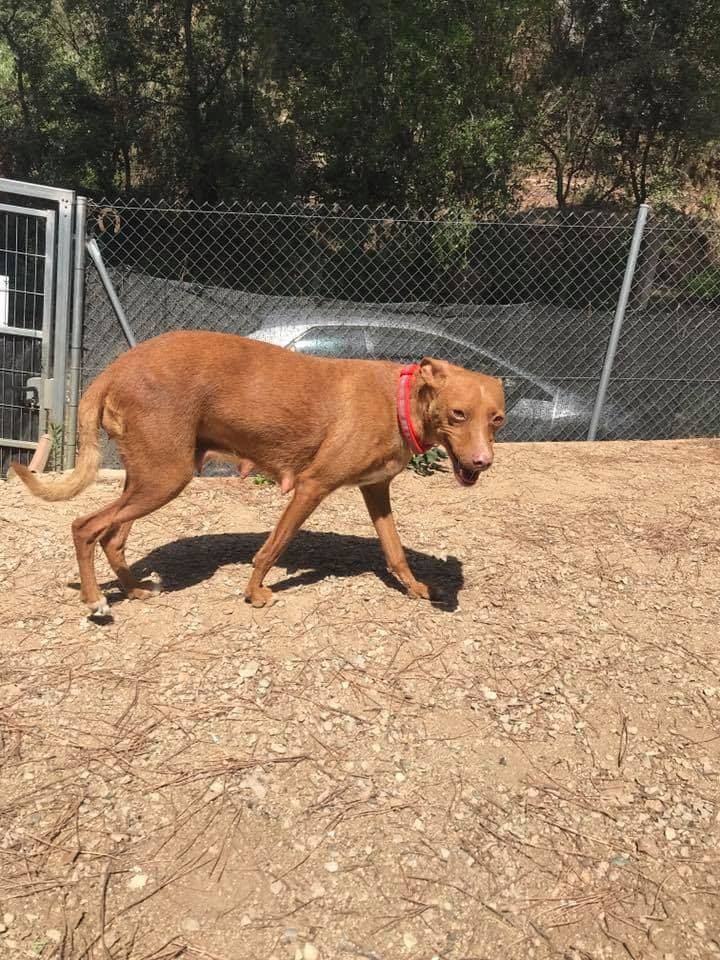 PRUNA, MADUIXA I CIRERA ADOPTADES! - Foto 5