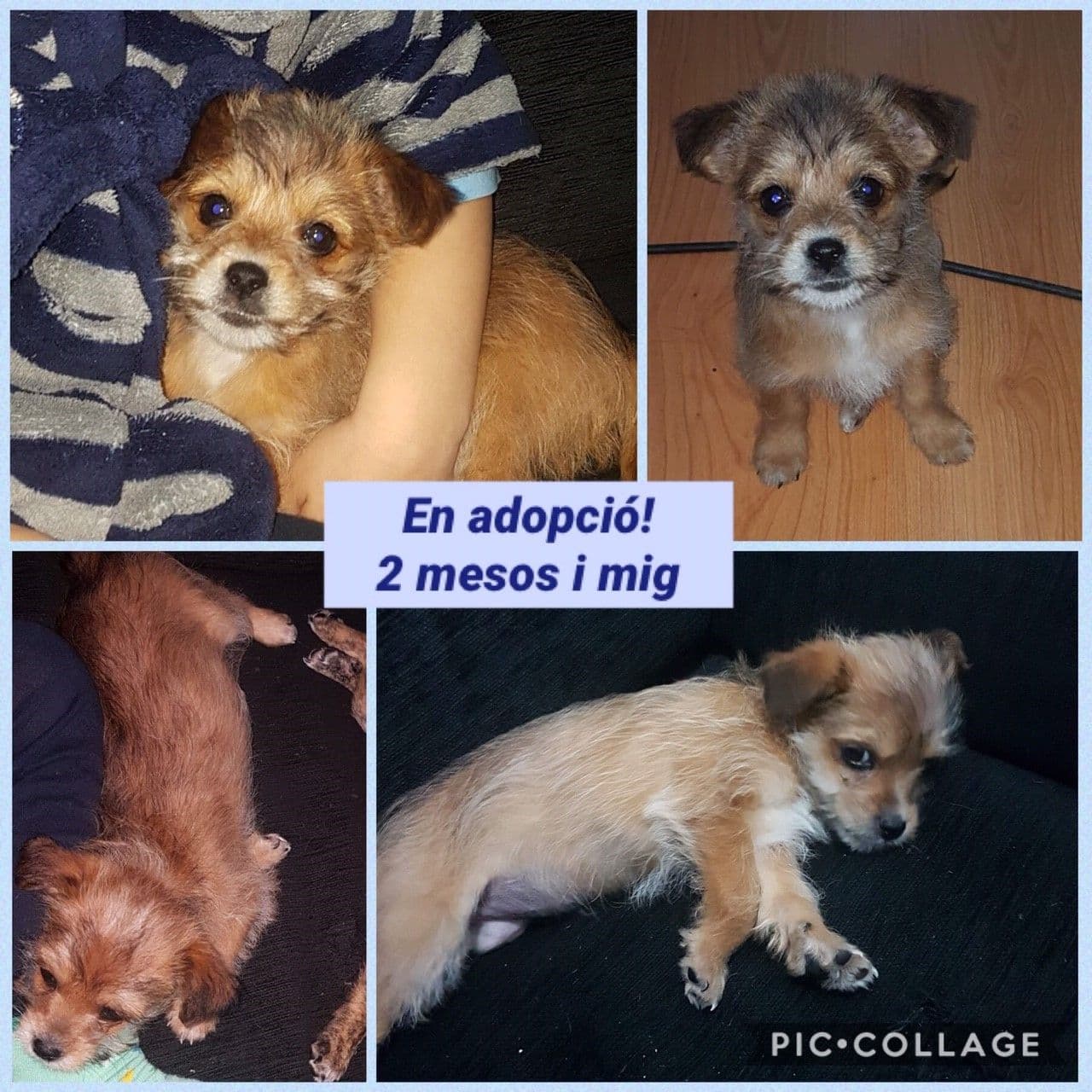 ADOPTADA!! Sé feliz pequeña!