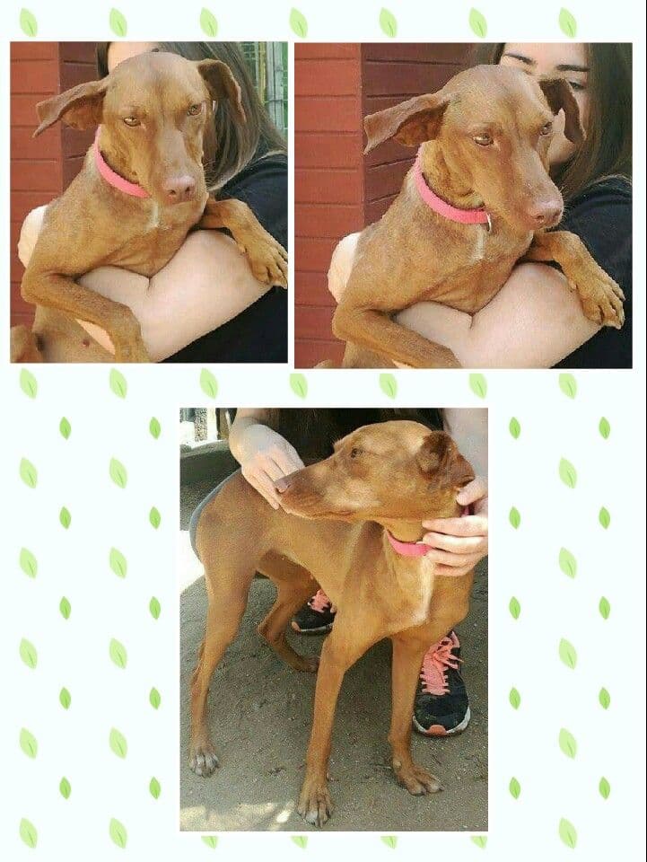 Àfrica adoptada! - Foto 1