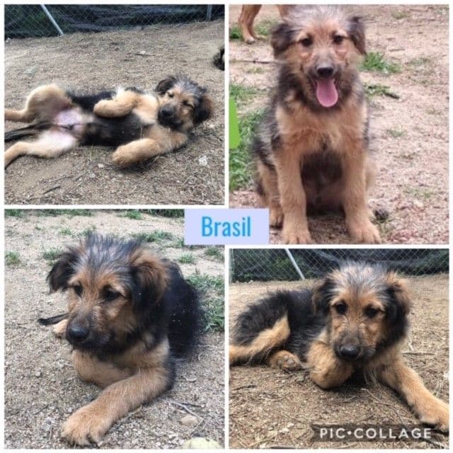 CANADÁ Y SUS BEBÉS S! - Foto 3