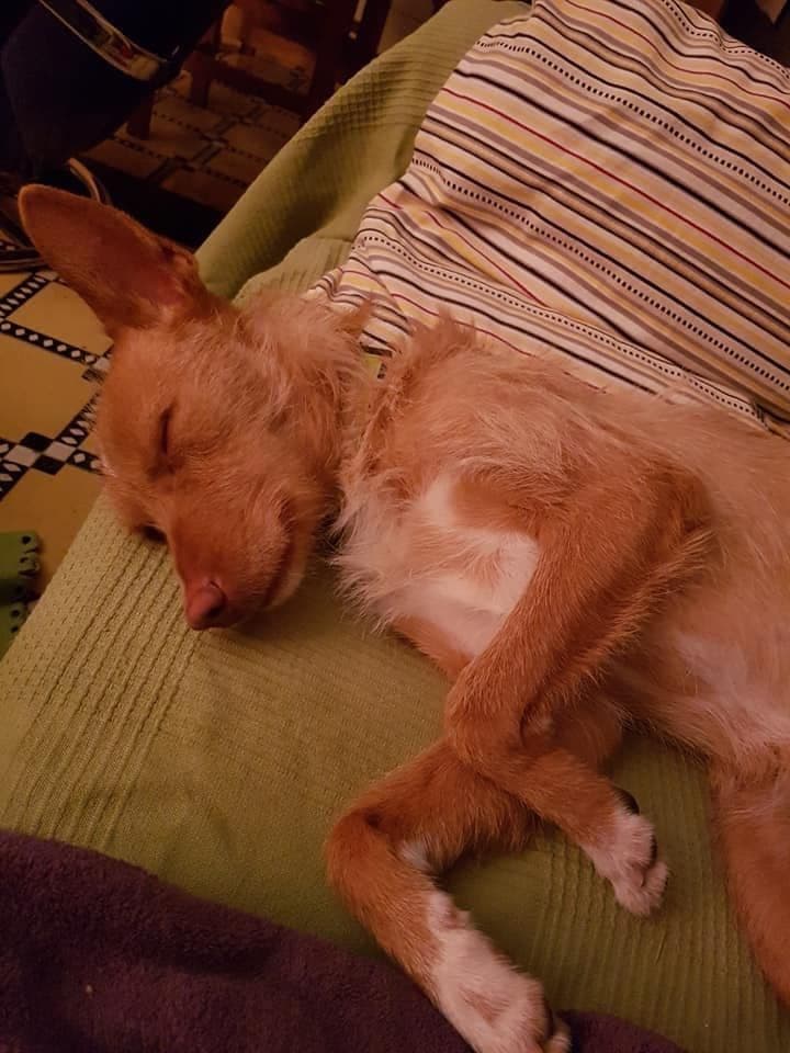 SISI ADOPTADA! - Foto 3