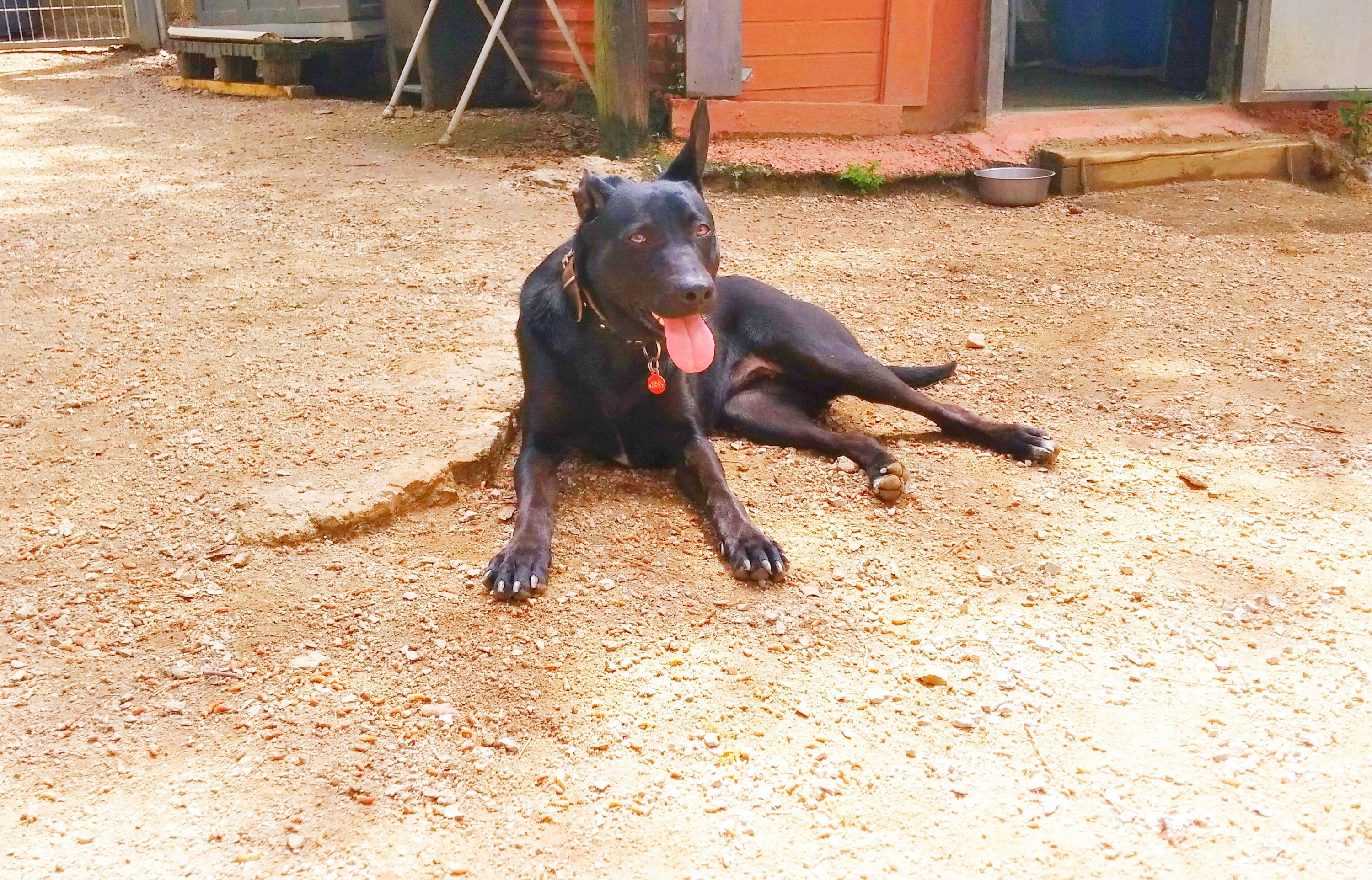 Nora adoptada ! - Foto 2