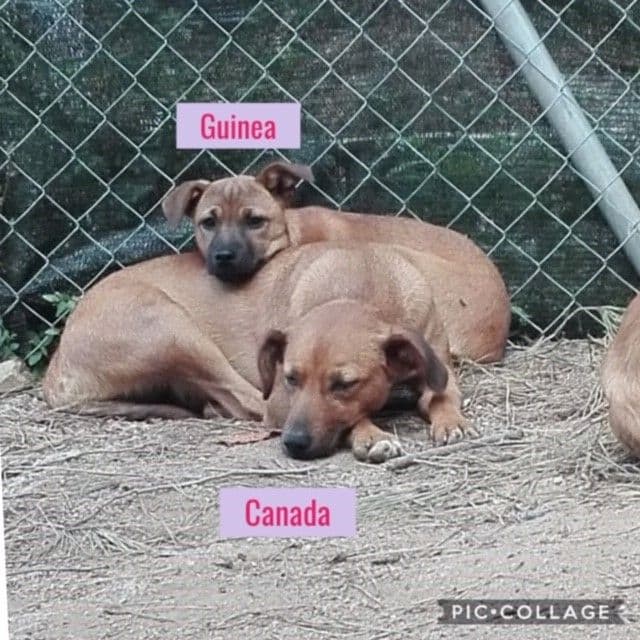 CANADÁ Y SUS BEBÉS S! - Foto 6