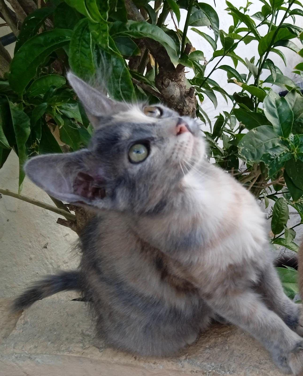 GRETEL ADOPTADA - Foto 2