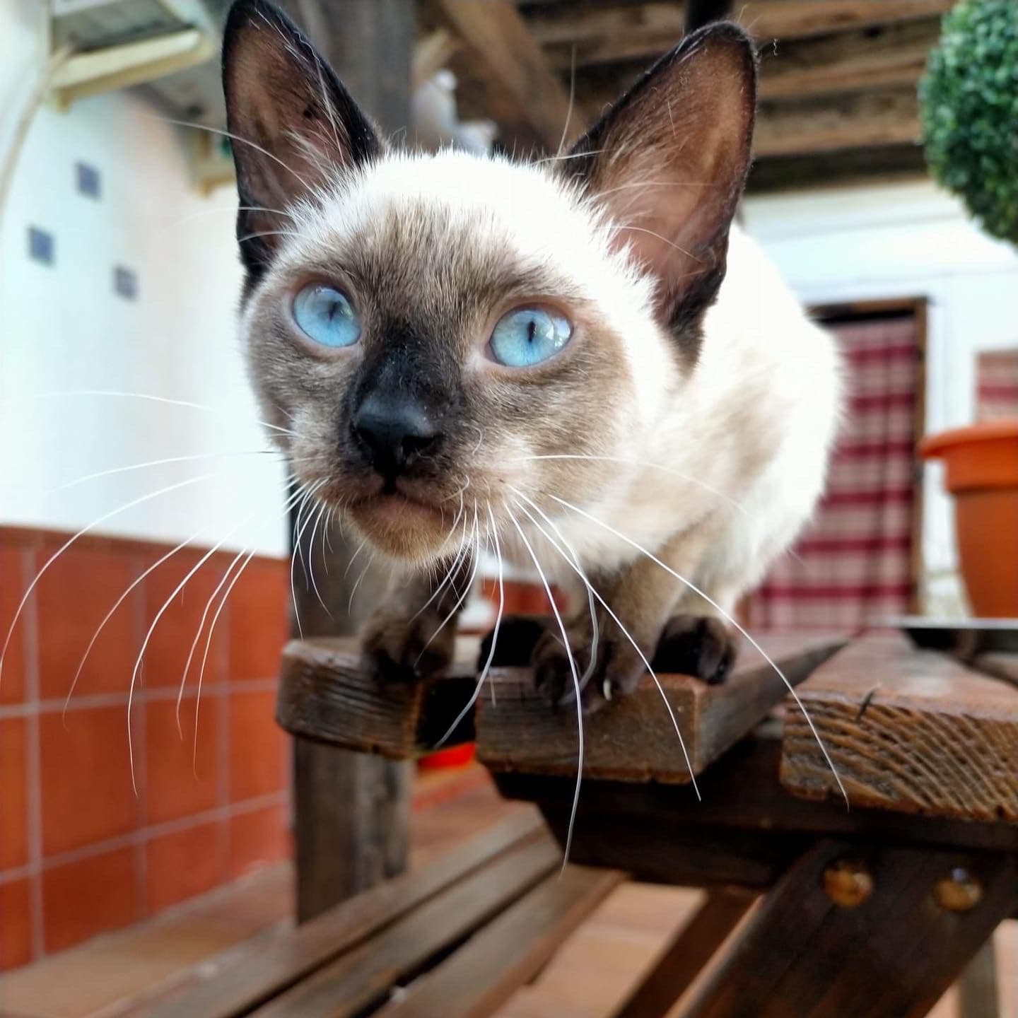 MAYRA ADOPTADA - Foto 1