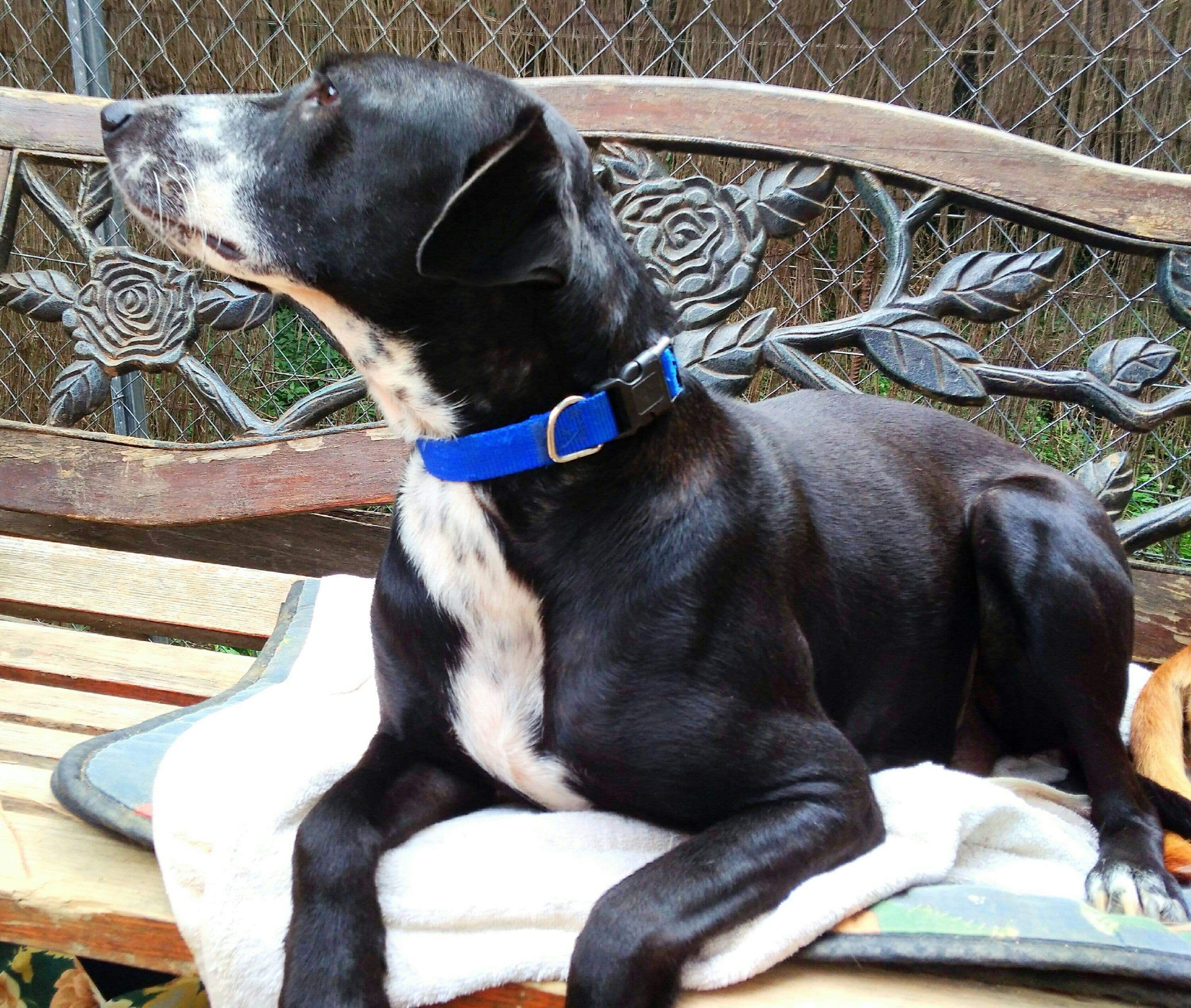 SENA adoptada! - Foto 1