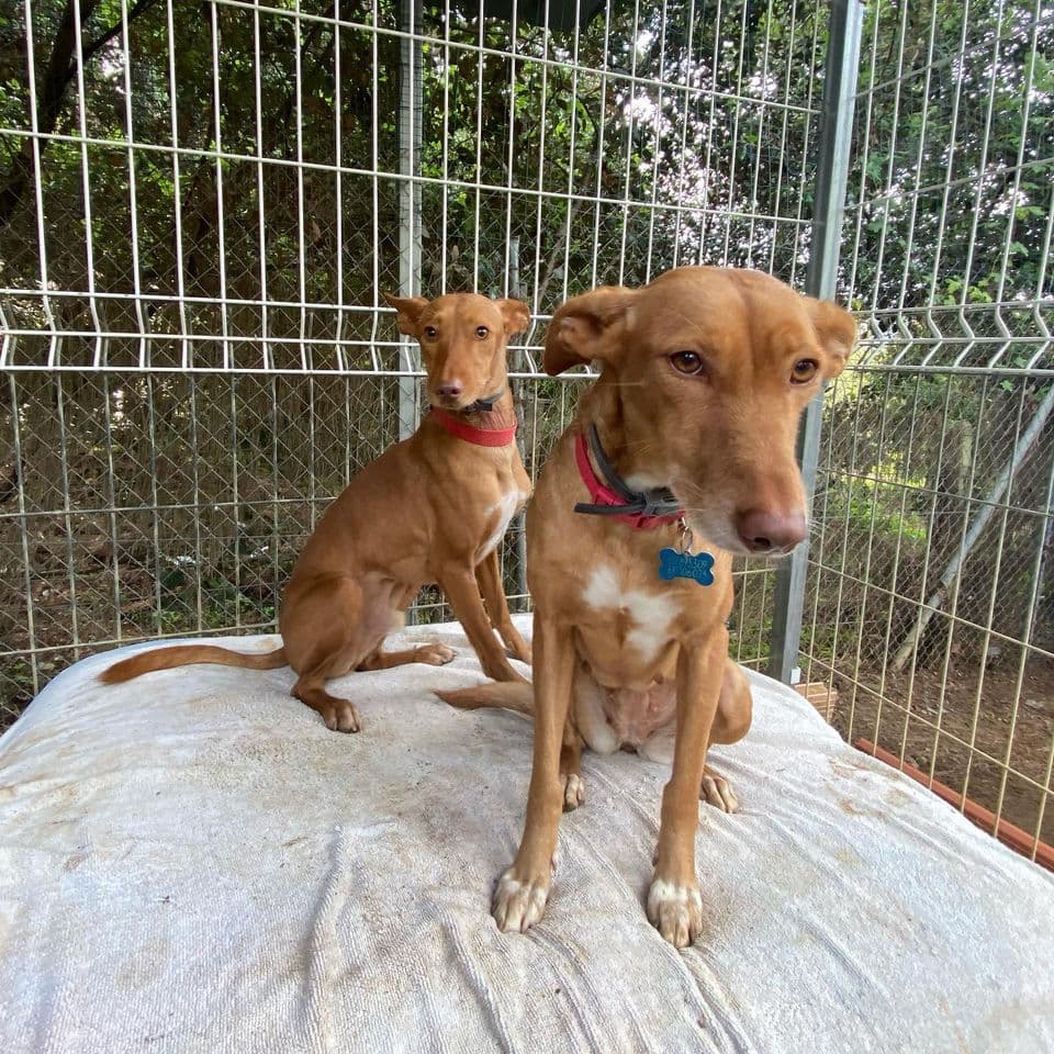 TITO Y NINA S - Foto 6