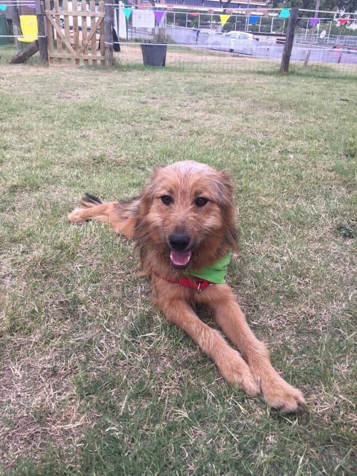 BRASIL ADOPTAT! - Foto 1