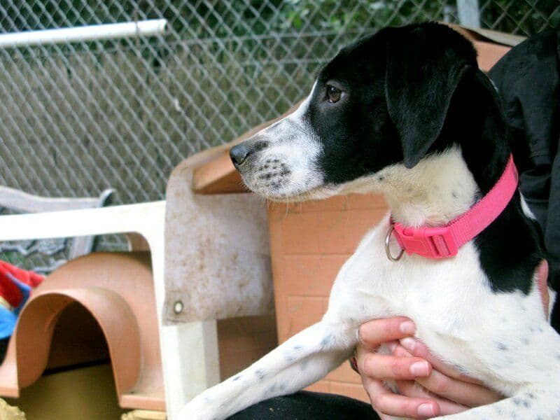 GRETA adoptada! - Foto 2