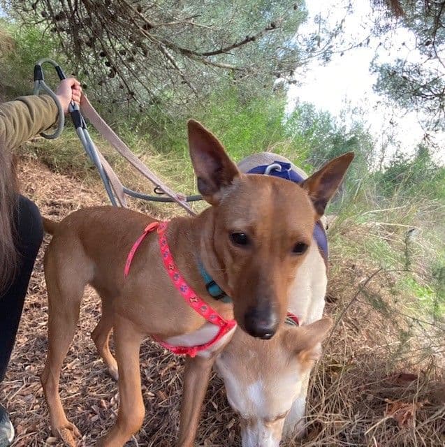 JARA ADOPTADA - Foto 1