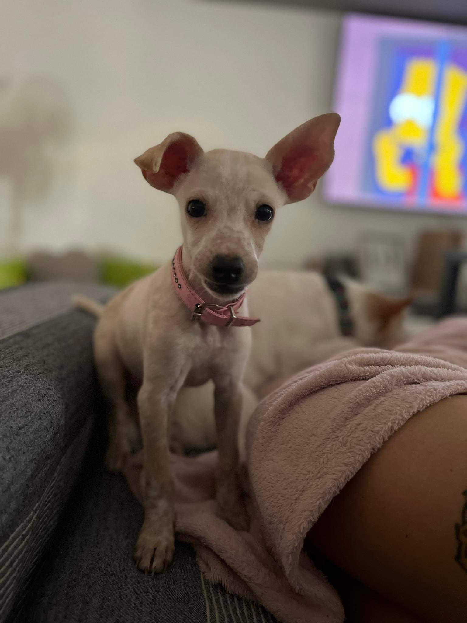 BAMBA ADOPTADA - Foto 2