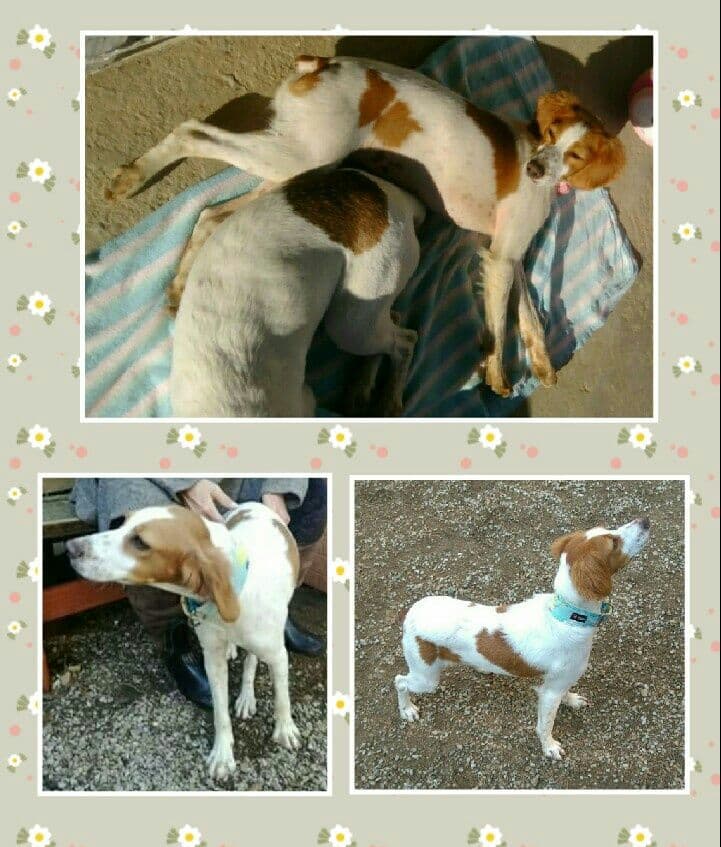 DAKOTA adoptada! - Foto 1