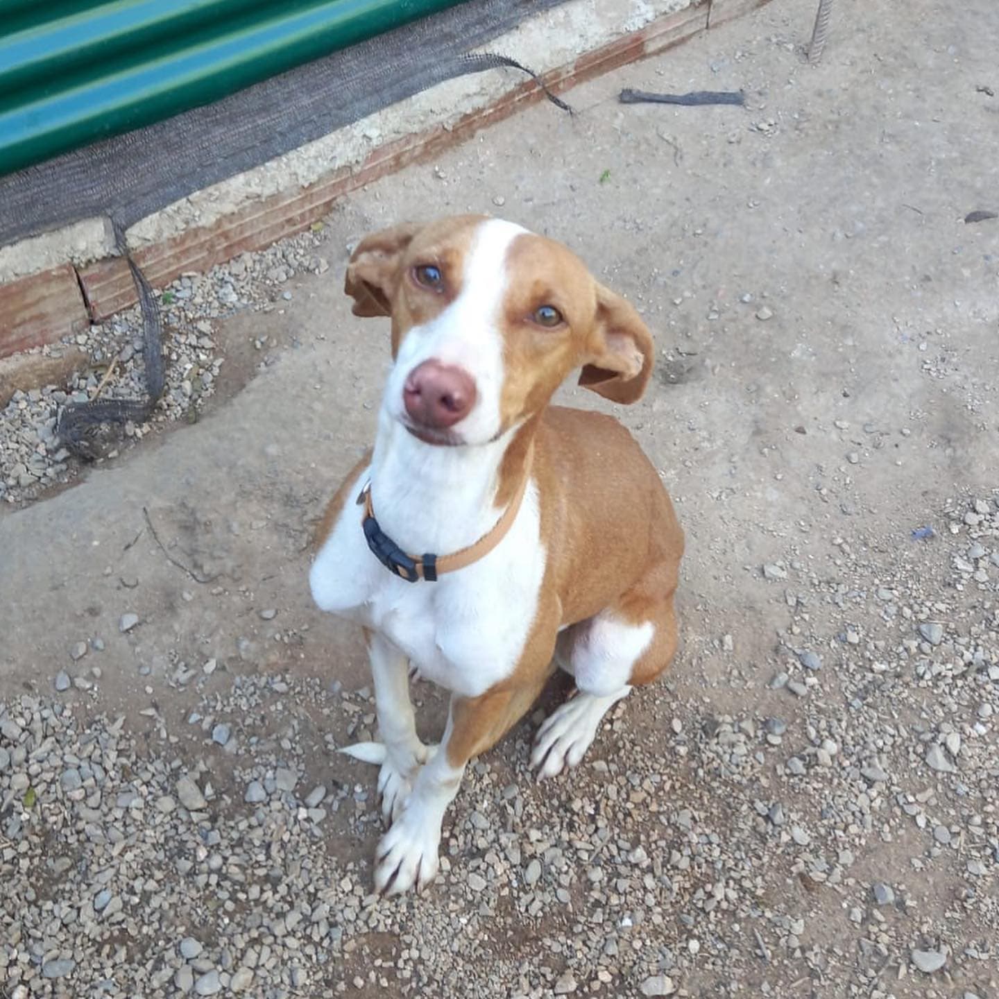 YINA ADOPTADA - Foto 2