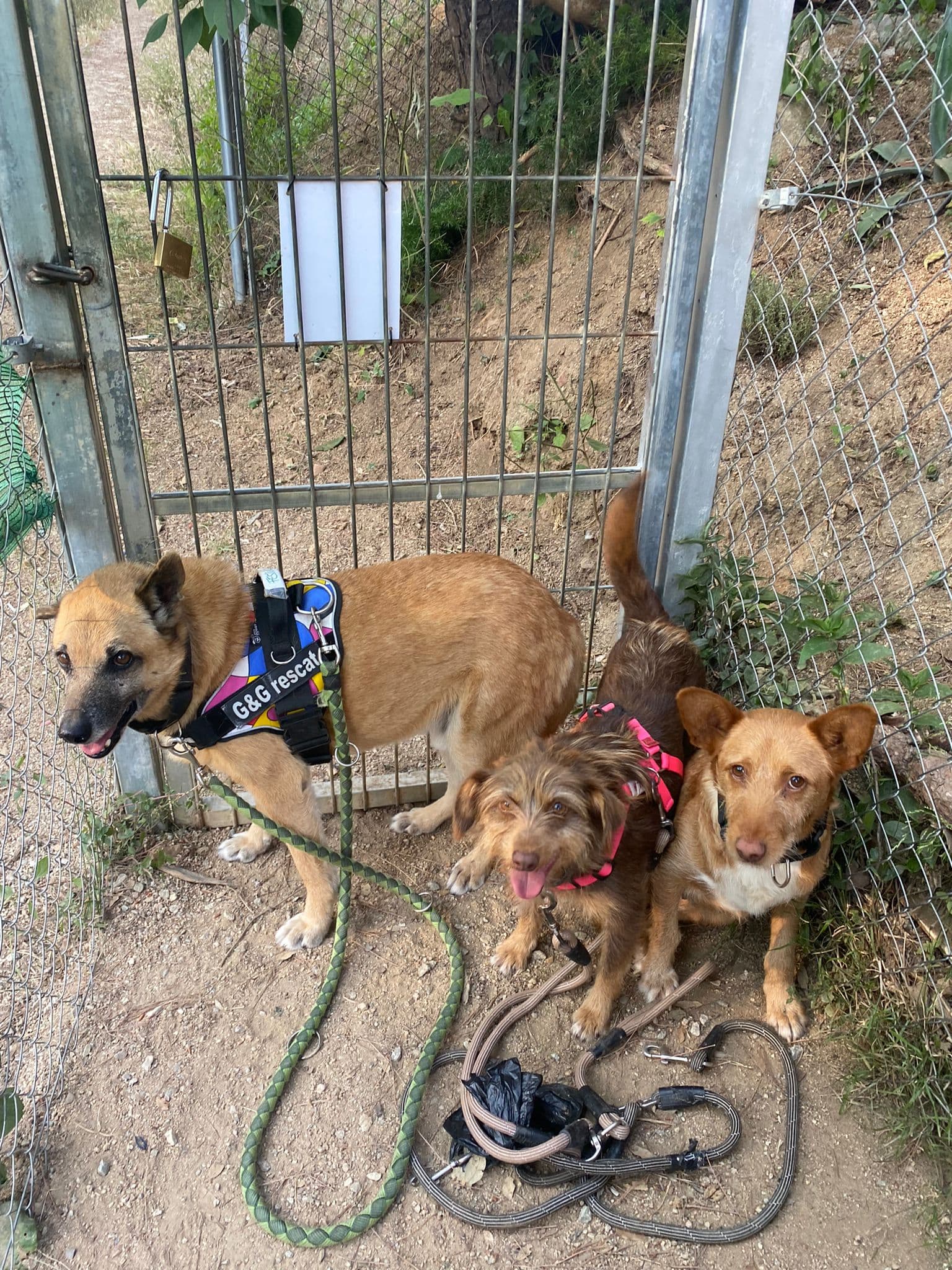 LALA ADOPTADA! - Foto 2