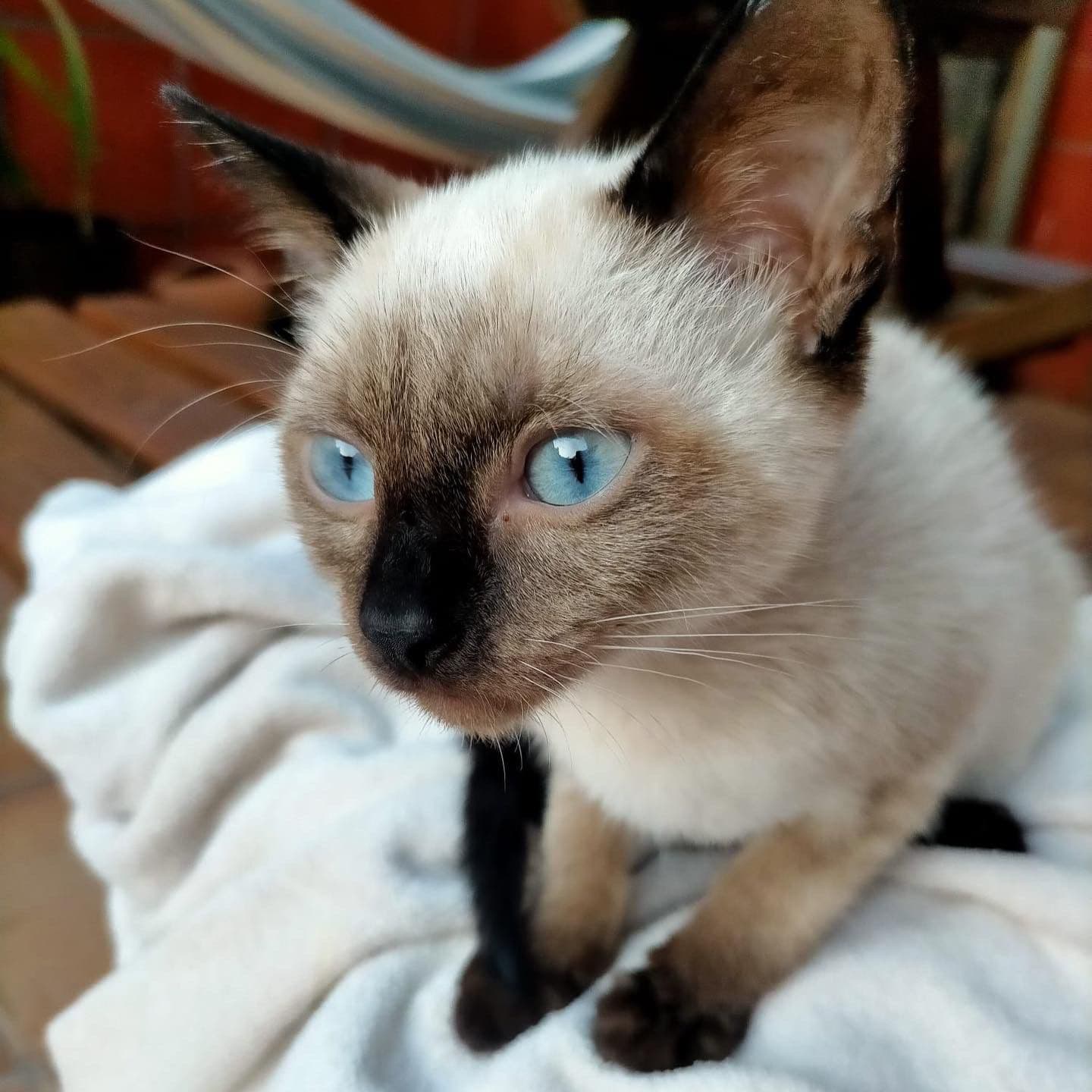 MAYRA ADOPTADA - Foto 2