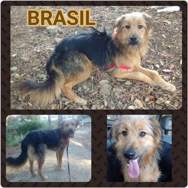 BRASIL ADOPTAT!