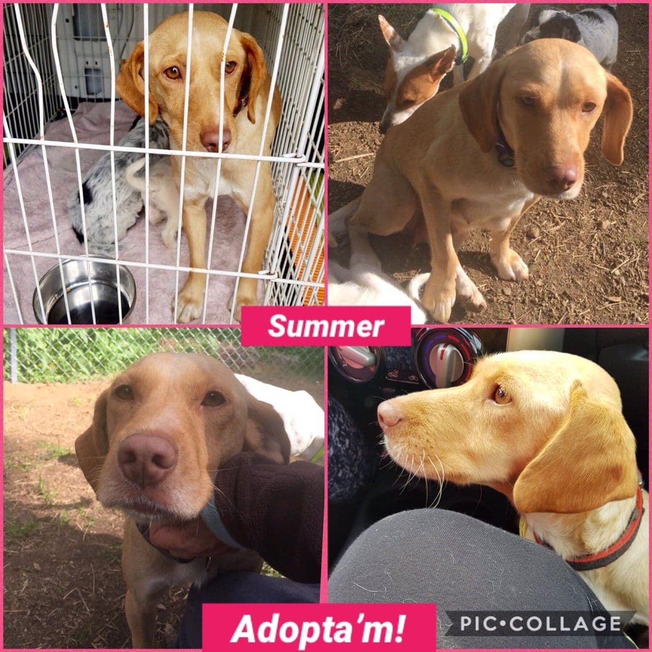 SUMMER ADOPTADA!!! Sé feliz pequeña!