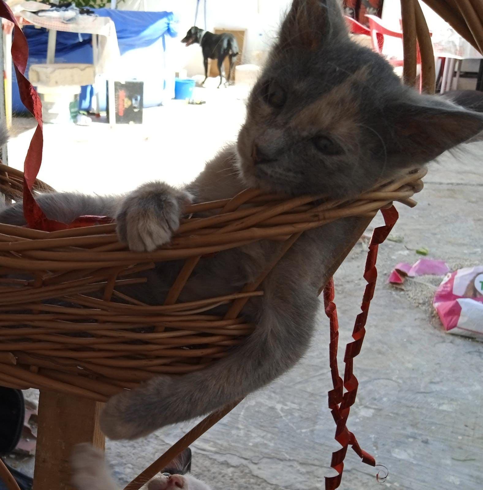 GRETEL ADOPTADA - Foto 3