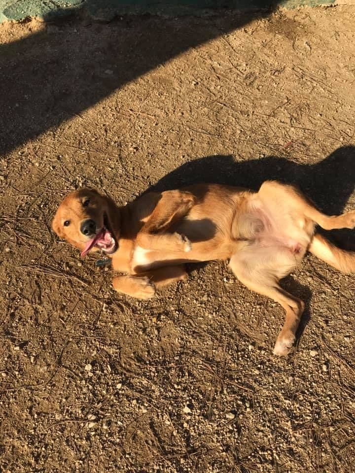 KOREA ADOPTADA!! - Foto 1