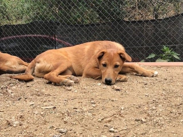 KOREA ADOPTADA!! - Foto 3