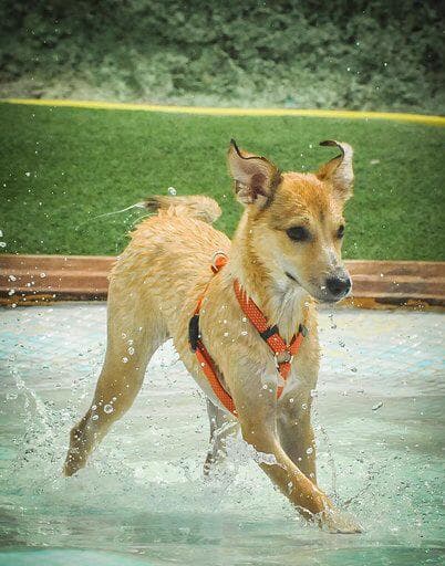 LUA ADOPTADA!!! - Foto 2