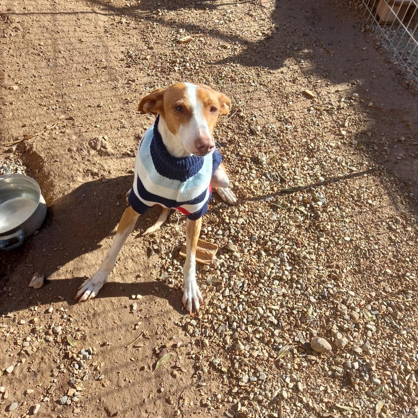 YINA ADOPTADA - Foto 1