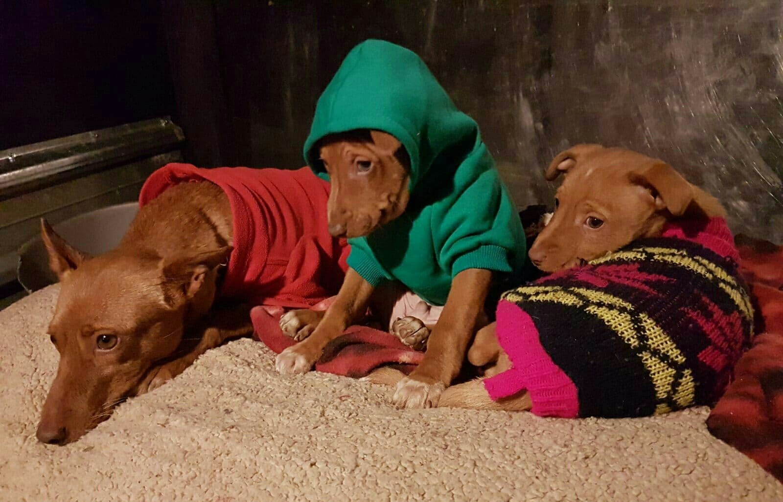 COOKIE adoptada! - Foto 3