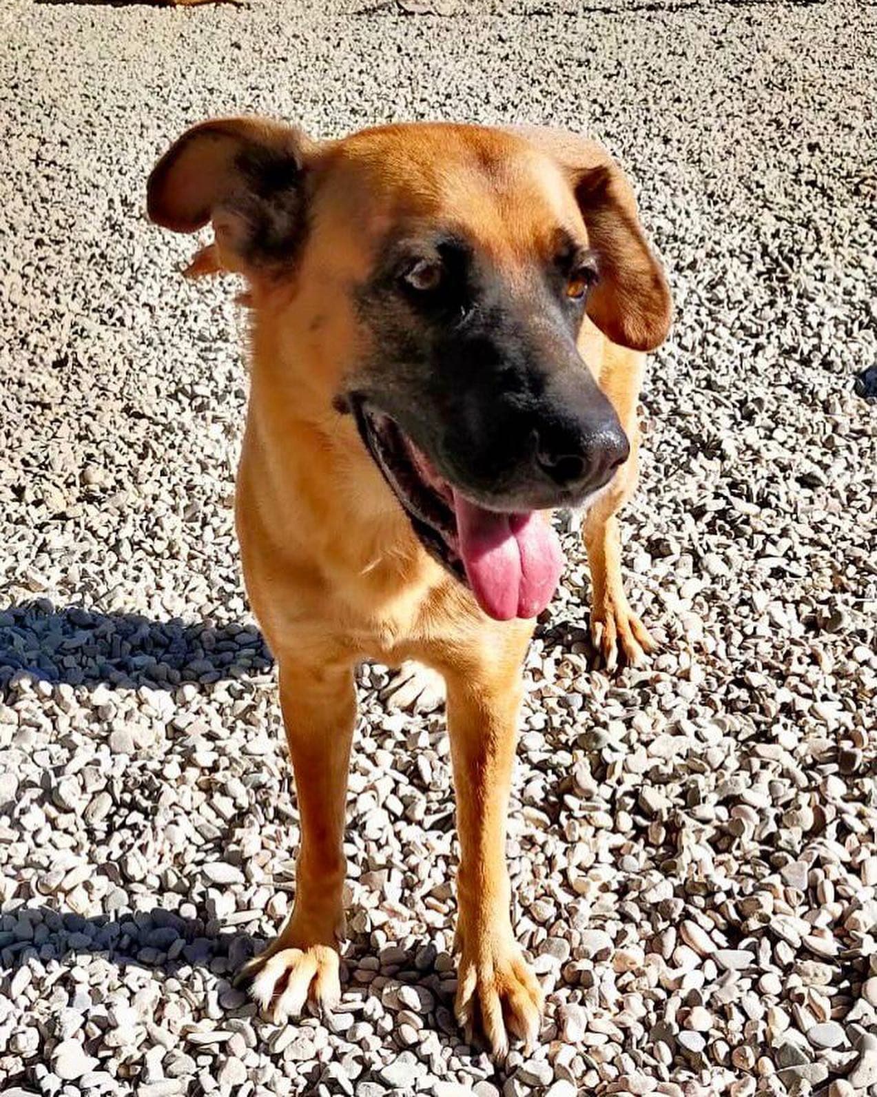 NELA ADOPTADA - Foto 1