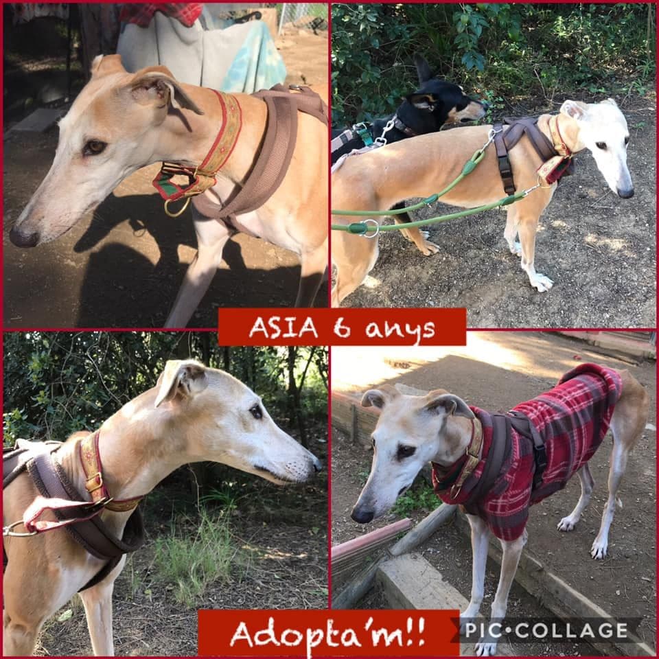 ASIA ADOPTADA!