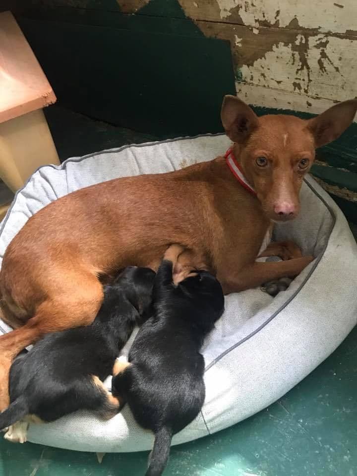 PRUNA, MADUIXA I CIRERA ADOPTADES!