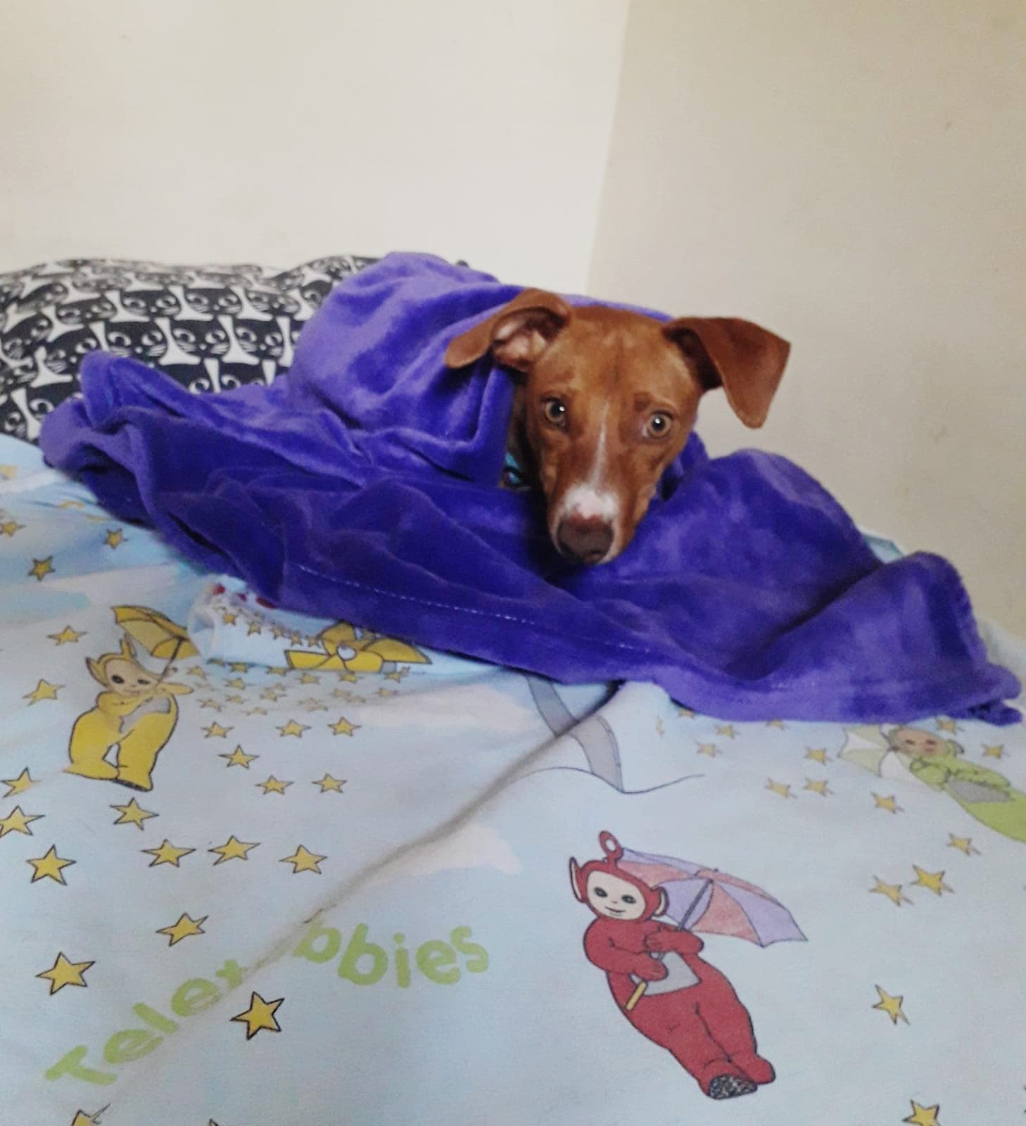 ALAIA ADOPTADA - Foto 1