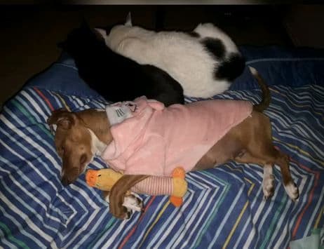 ALAIA ADOPTADA - Foto 3