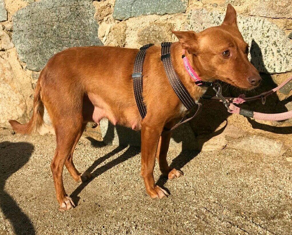 COOKIE adoptada! - Foto 2