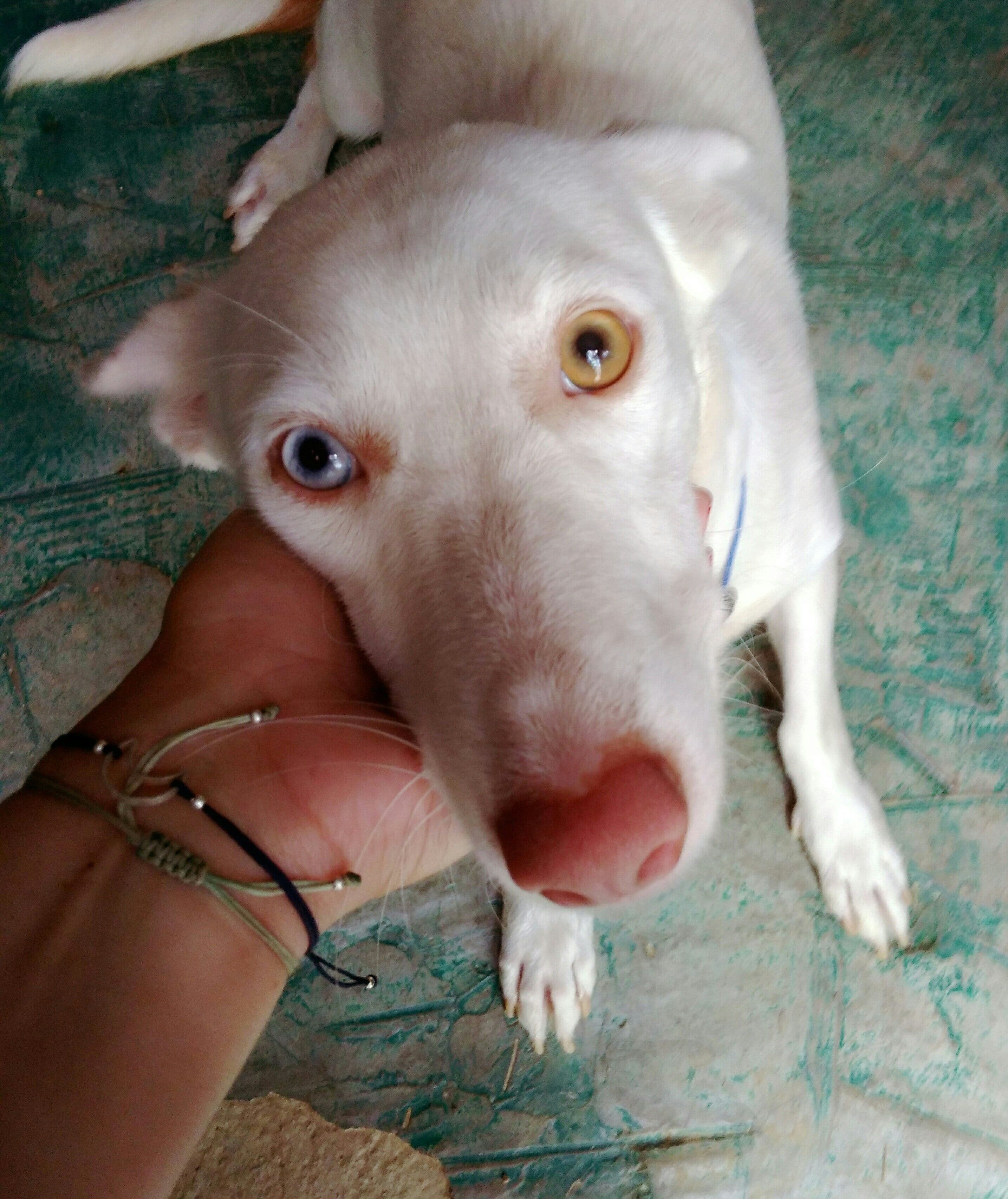 Nami adoptada! - Foto 2