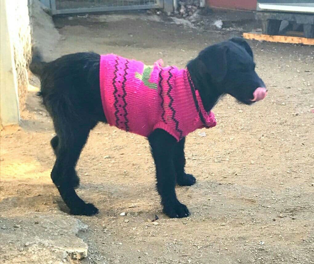 INDIA adoptada! - Foto 1