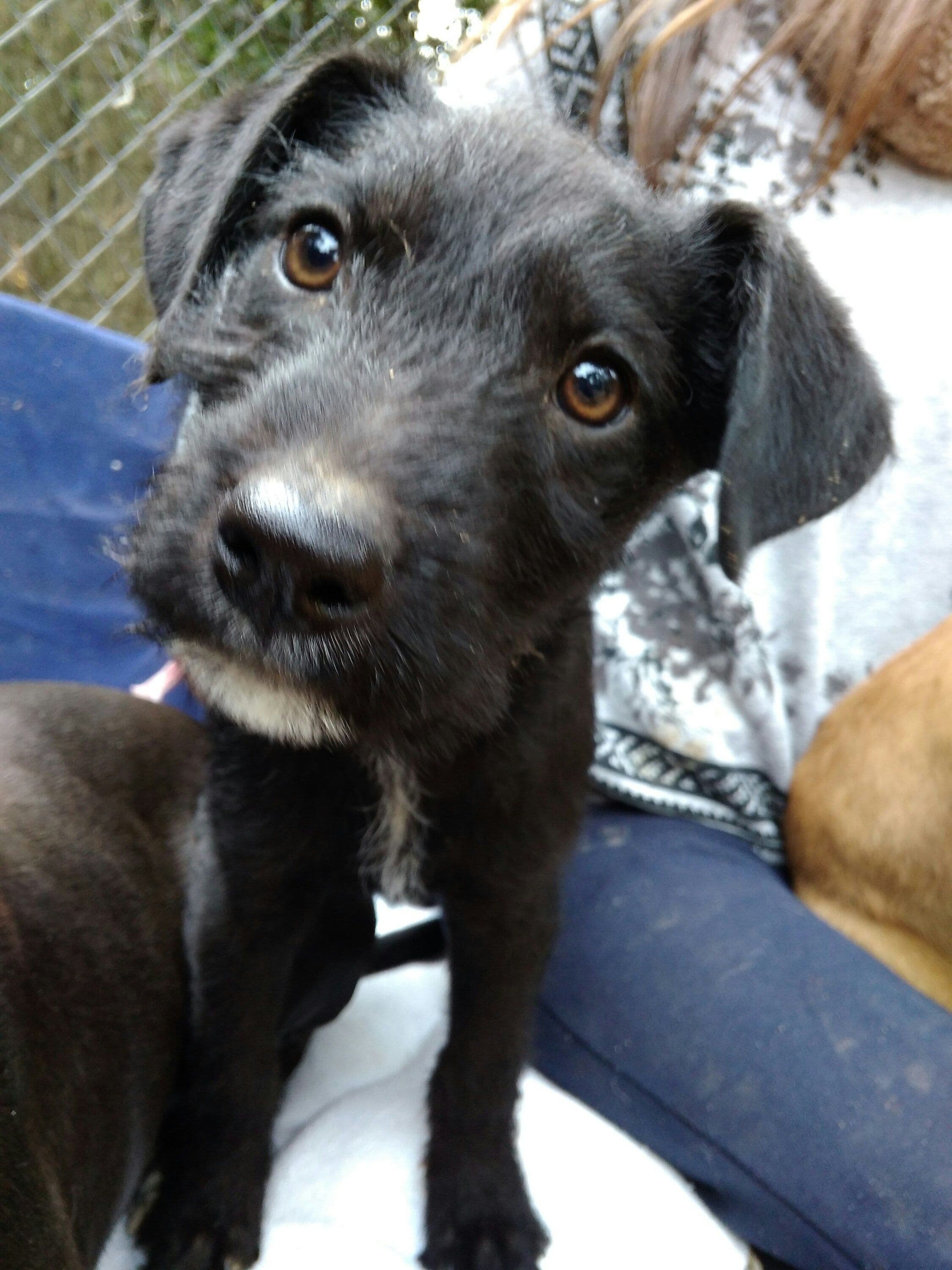 INDIA adoptada! - Foto 2