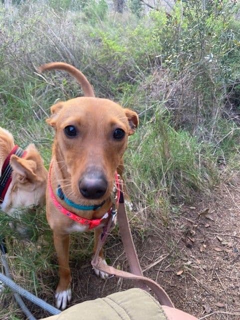 JARA ADOPTADA - Foto 2