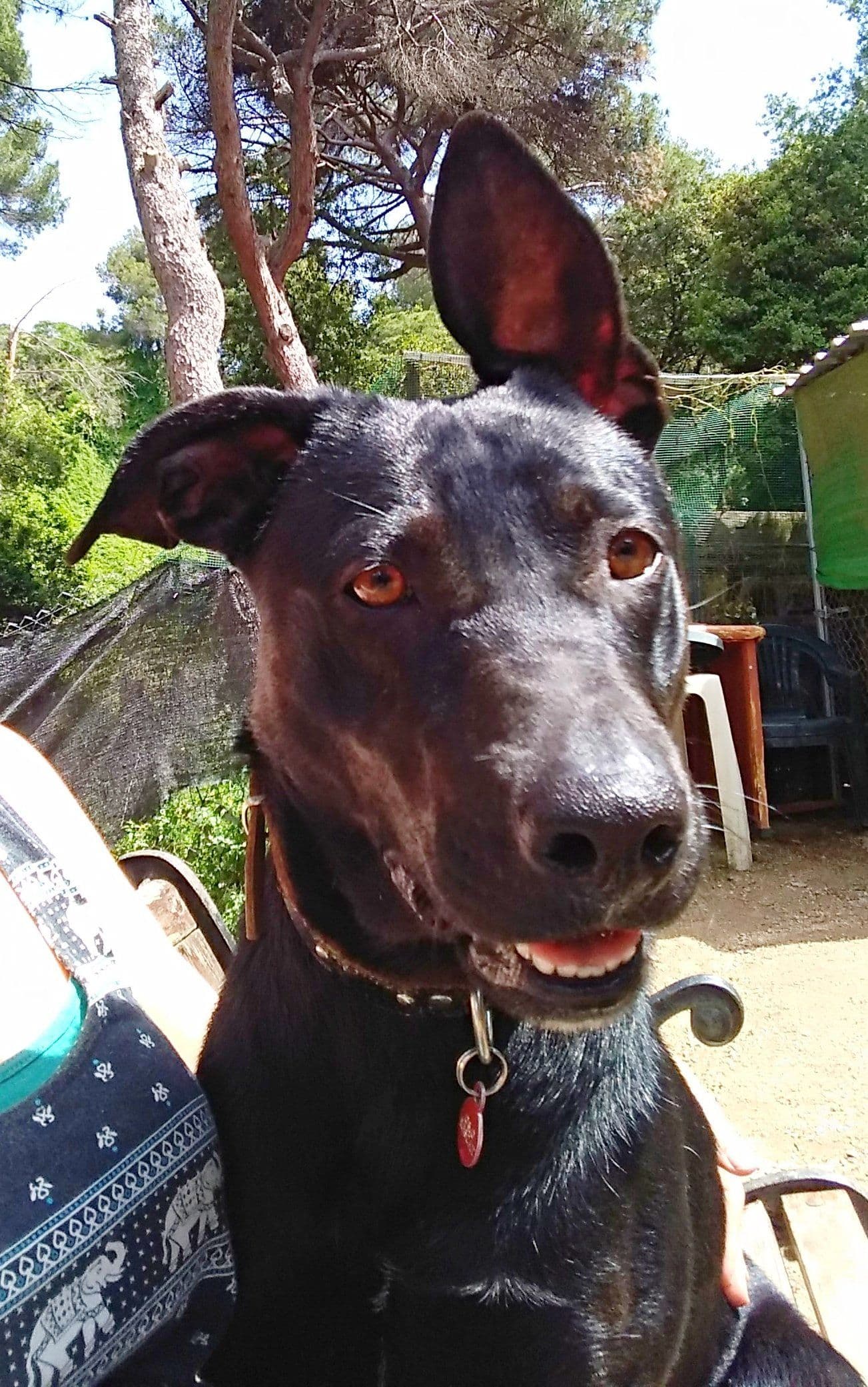 Nora adoptada ! - Foto 4