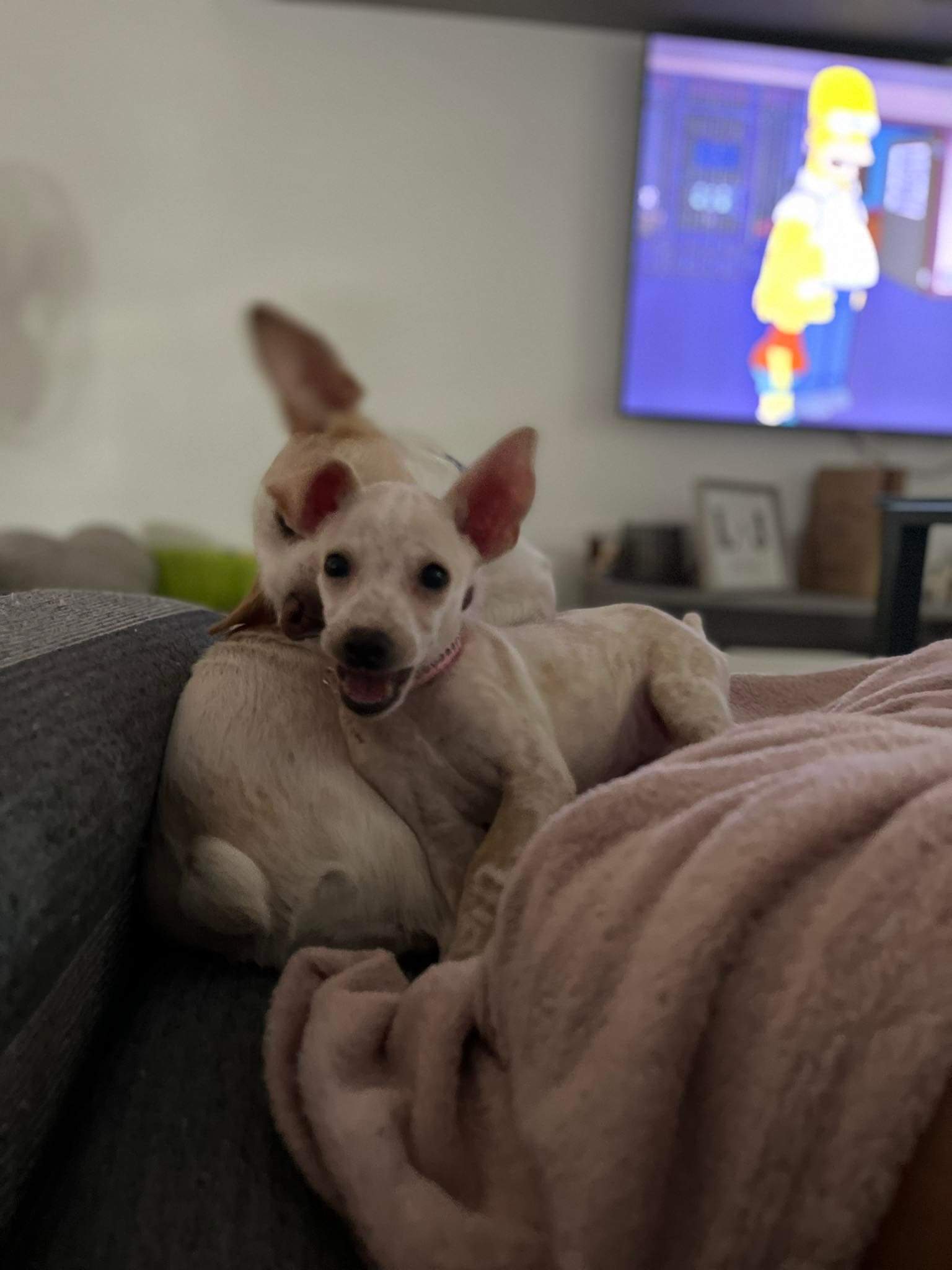 BAMBA ADOPTADA - Foto 1