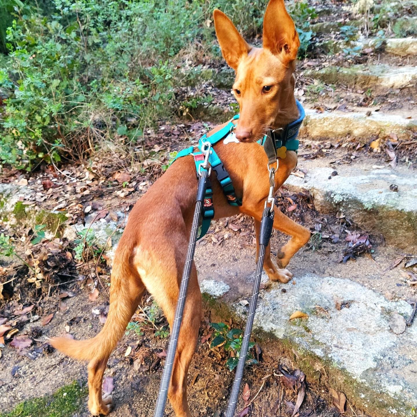 TITO Y NINA S - Foto 1