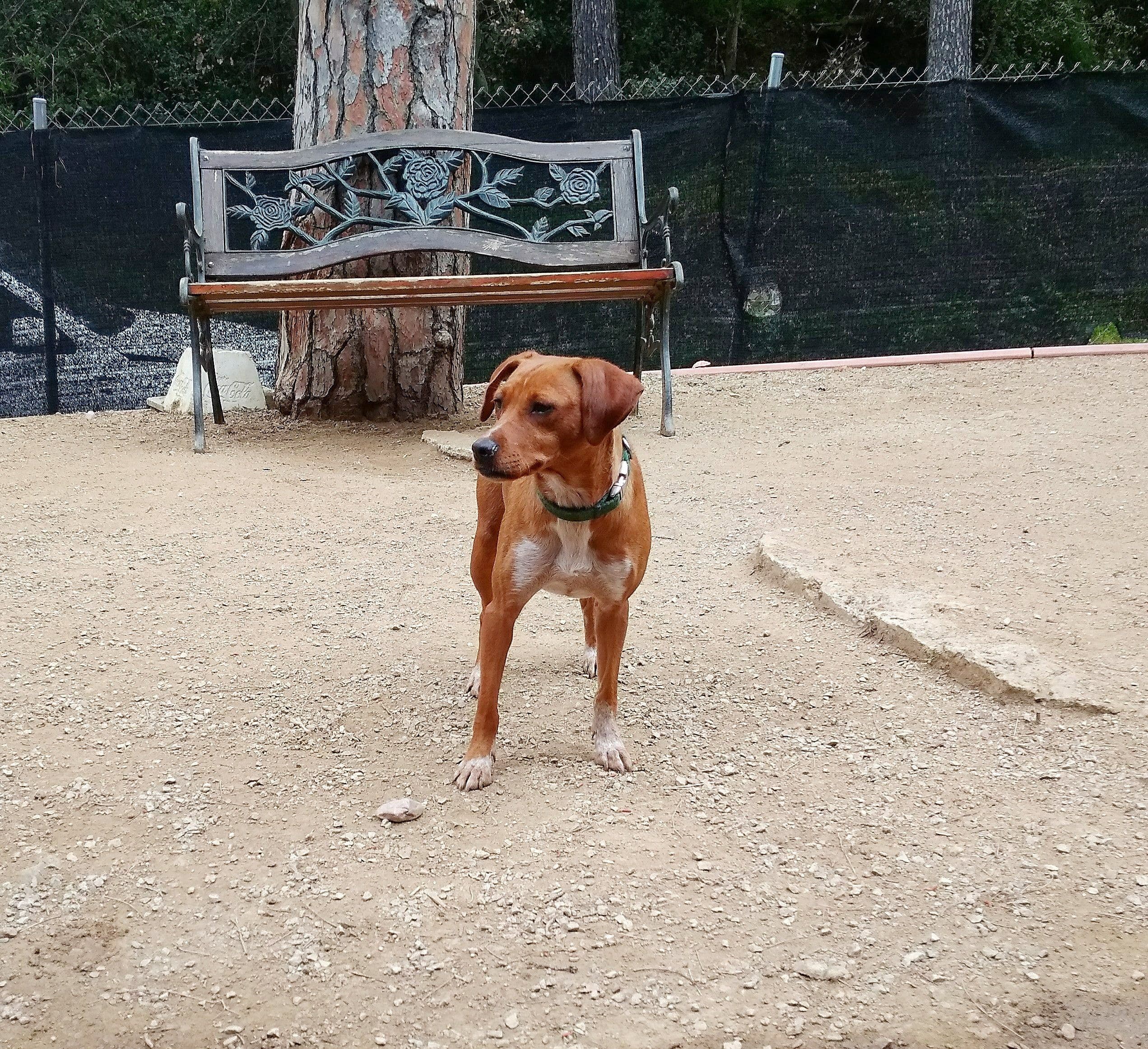 Penny adoptada! - Foto 4