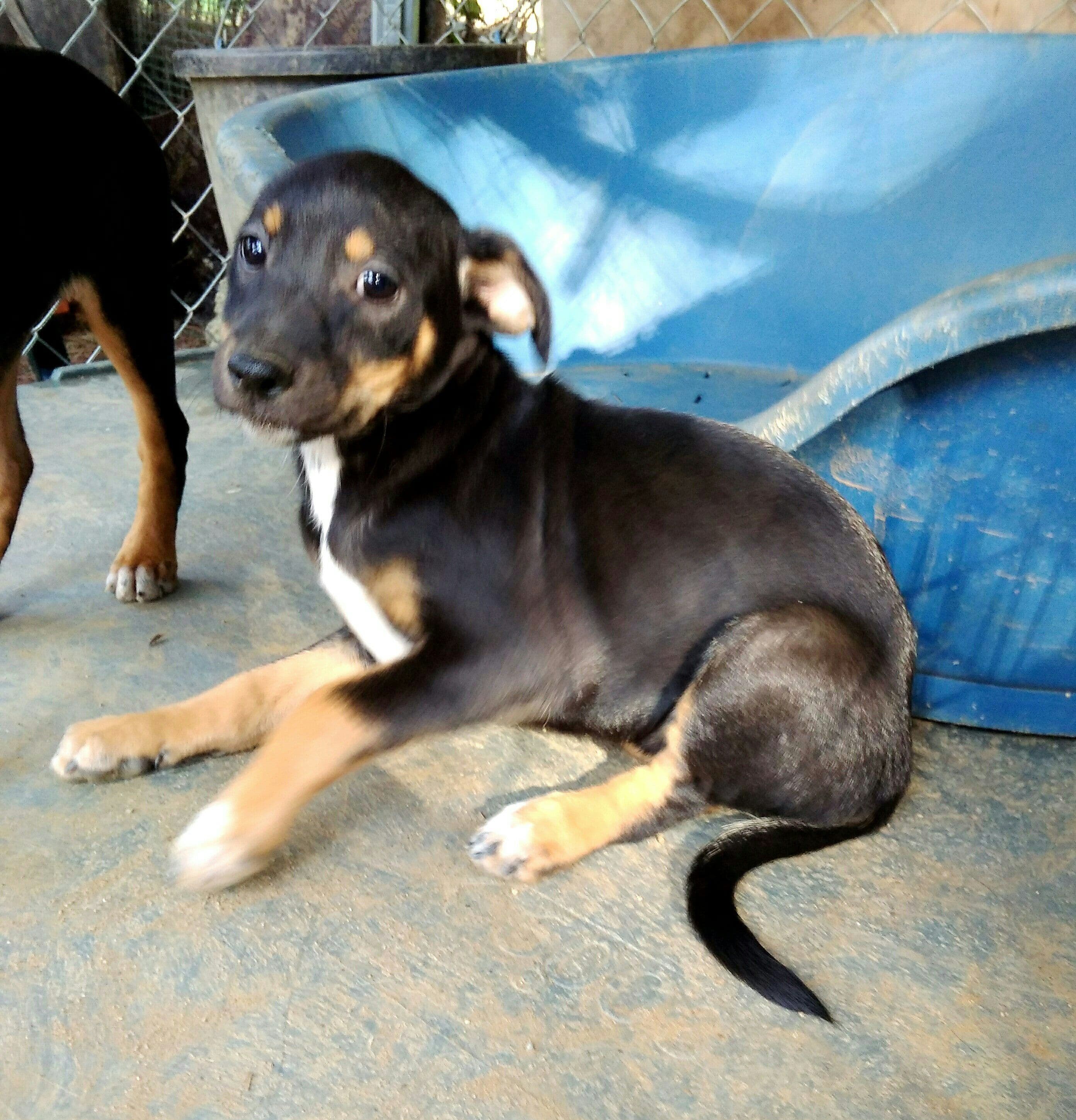 Elba adoptada! - Foto 1