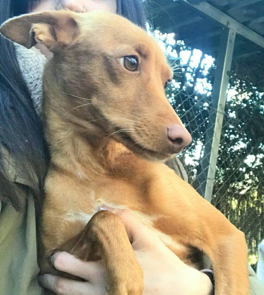 HERMIONE adoptada! - Foto 3