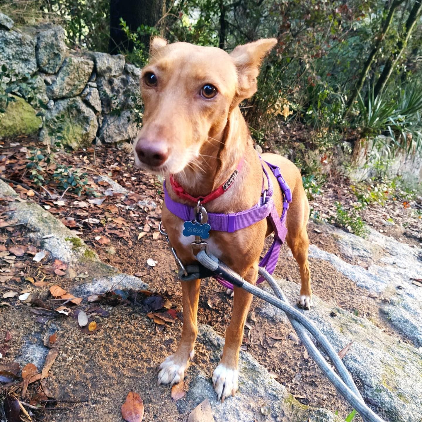 TITO Y NINA S - Foto 2