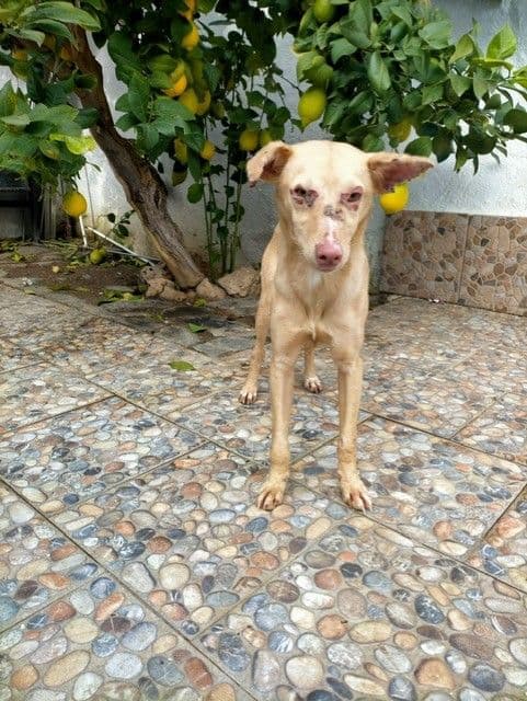 ESTEL ADOPTADA - Foto 2