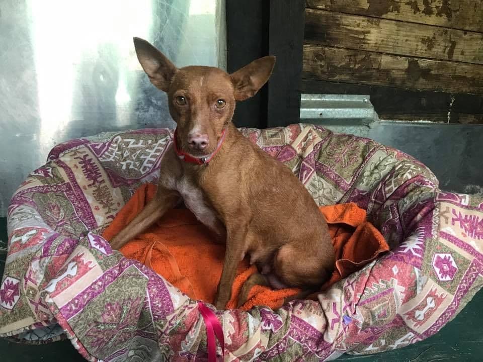 PRUNA, MADUIXA I CIRERA ADOPTADES! - Foto 1