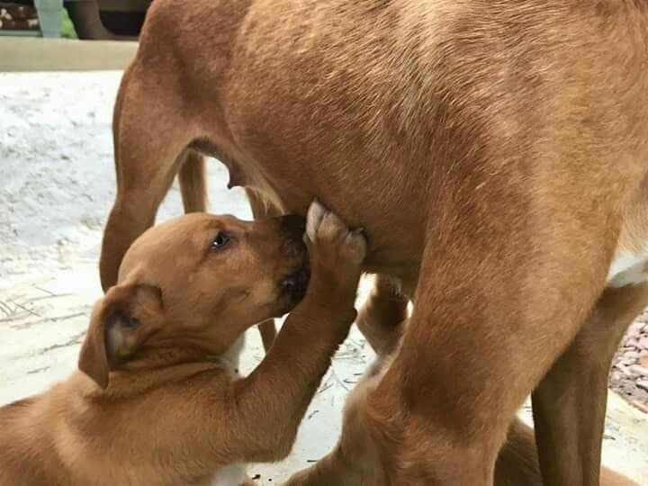 HERMIONE adoptada! - Foto 1