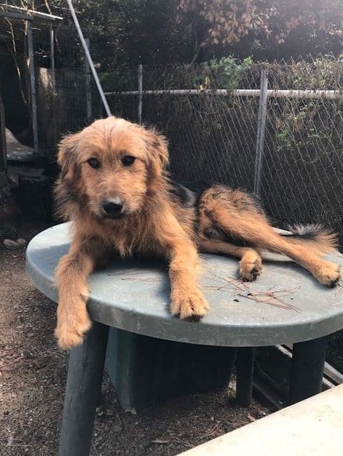 BRASIL ADOPTAT! - Foto 2